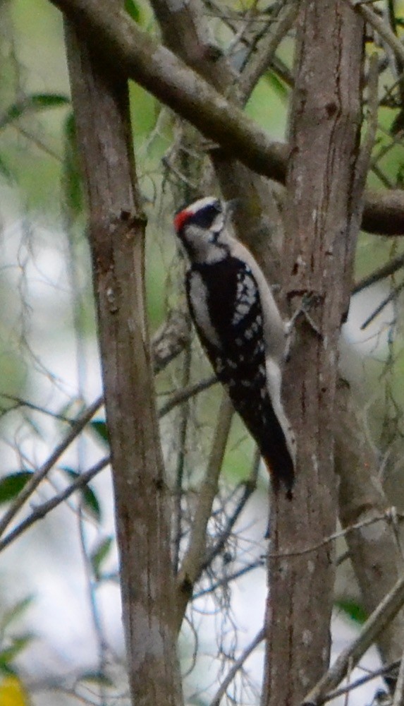 Downy Woodpecker - ML141850551