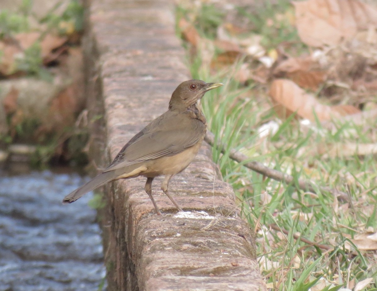 Clay-colored Thrush - ML141851501