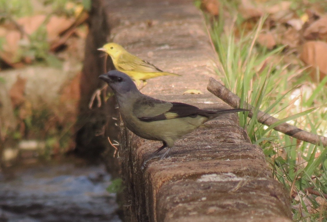 Yellow-winged Tanager - ML141851721