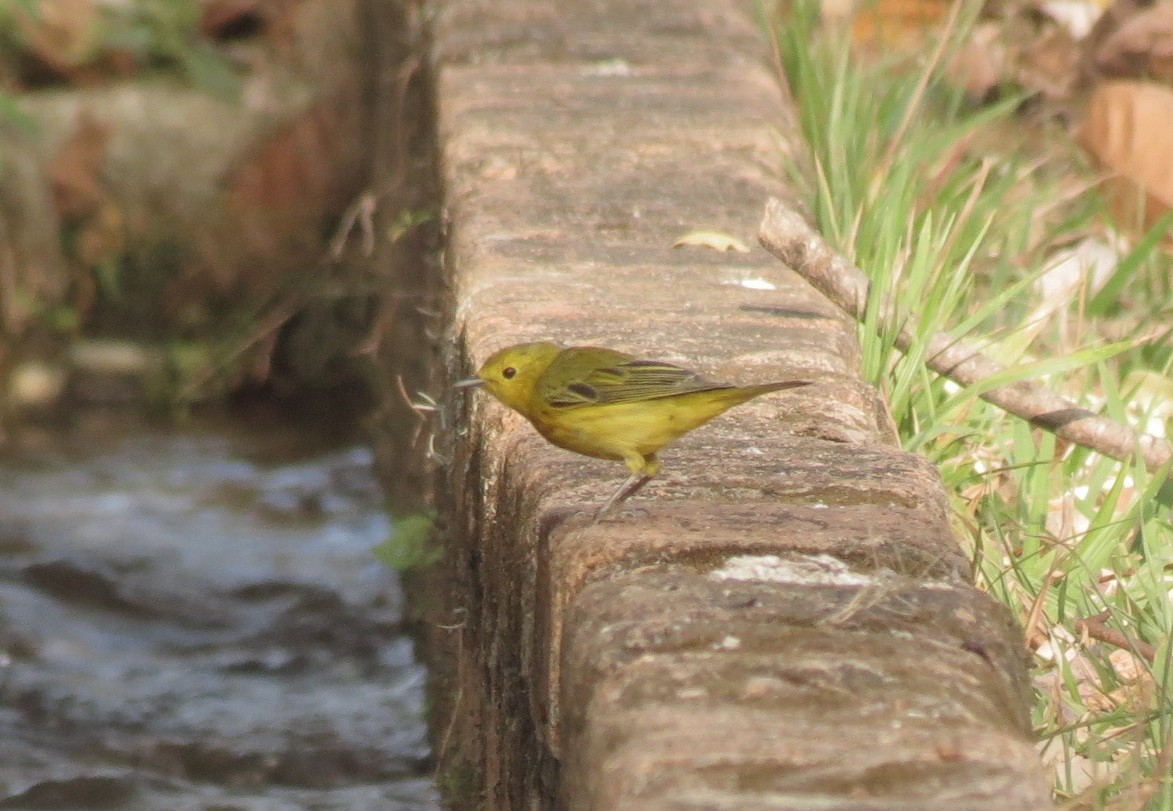 Yellow Warbler - ML141851831