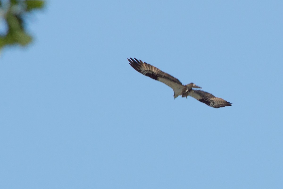 Osprey - ML141852381