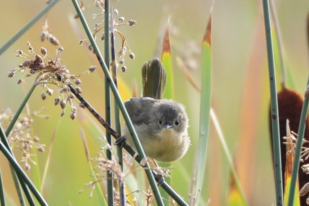 Common Yellowthroat - ML141852461