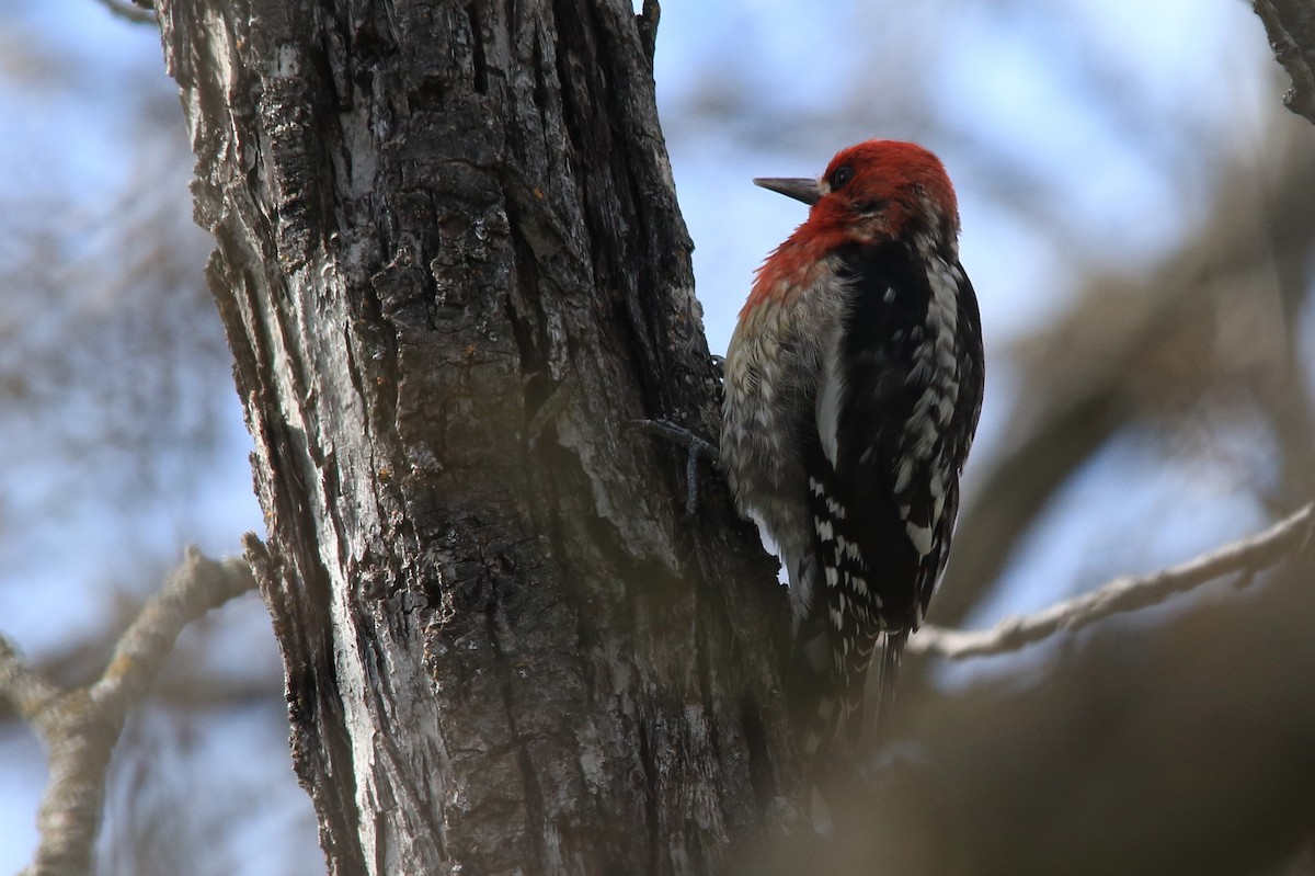 Red-breasted Sapsucker - ML141852601