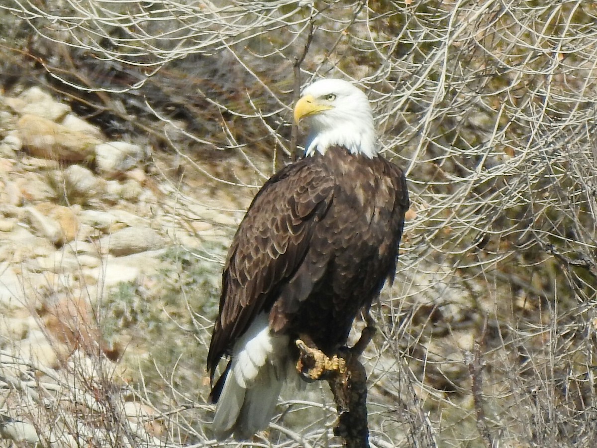 Bald Eagle - Kelly Wright