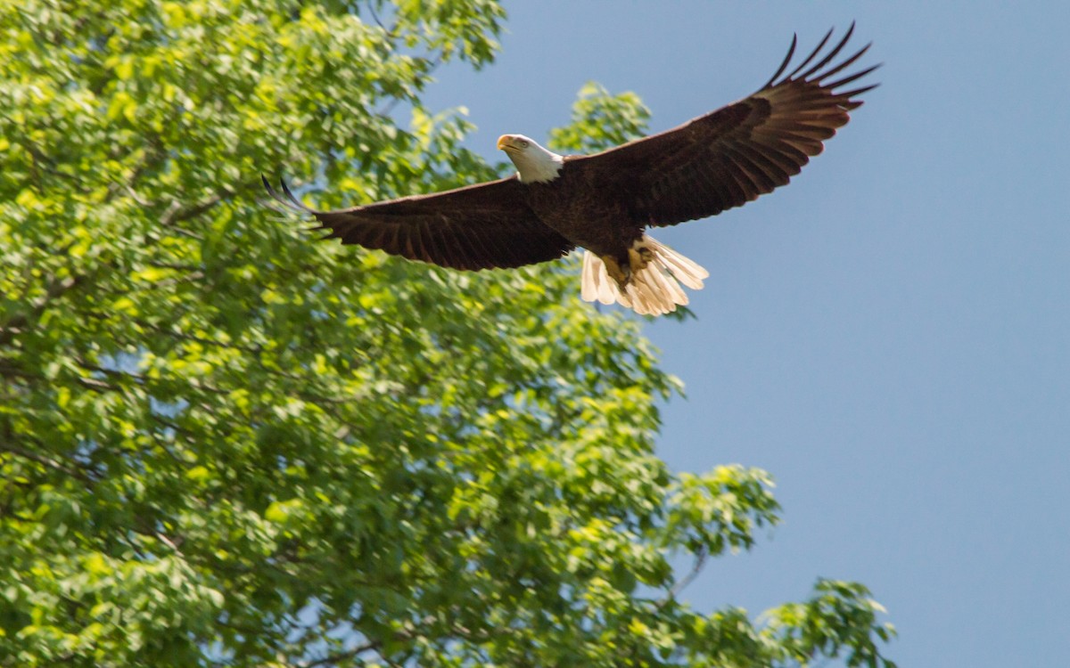 Bald Eagle - ML141853471