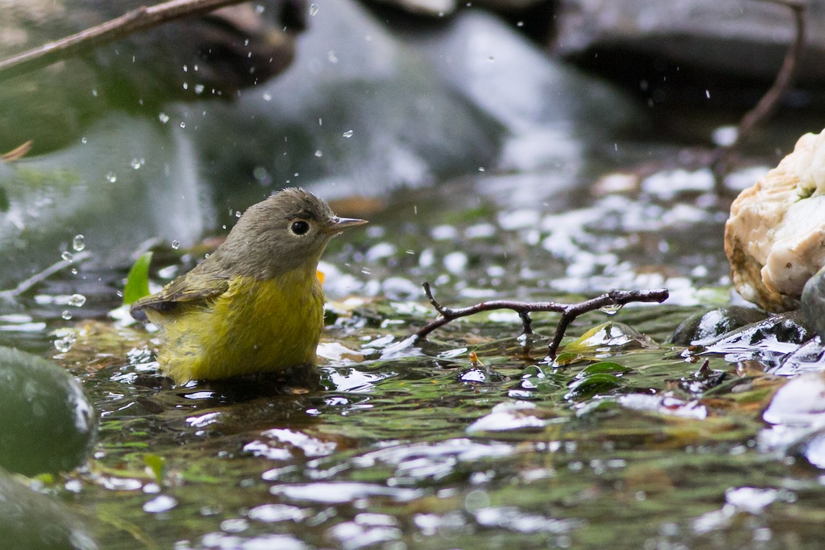 Rubinfleck-Waldsänger - ML141853701