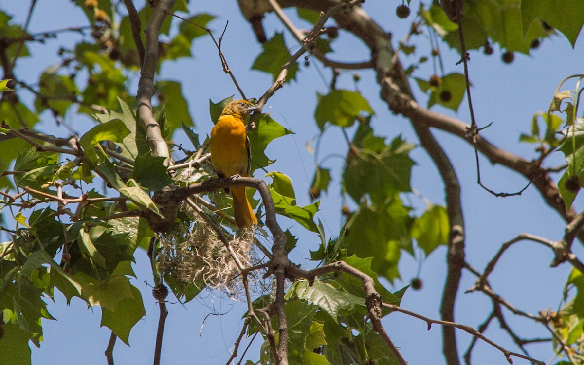Baltimore Oriole - ML141853871
