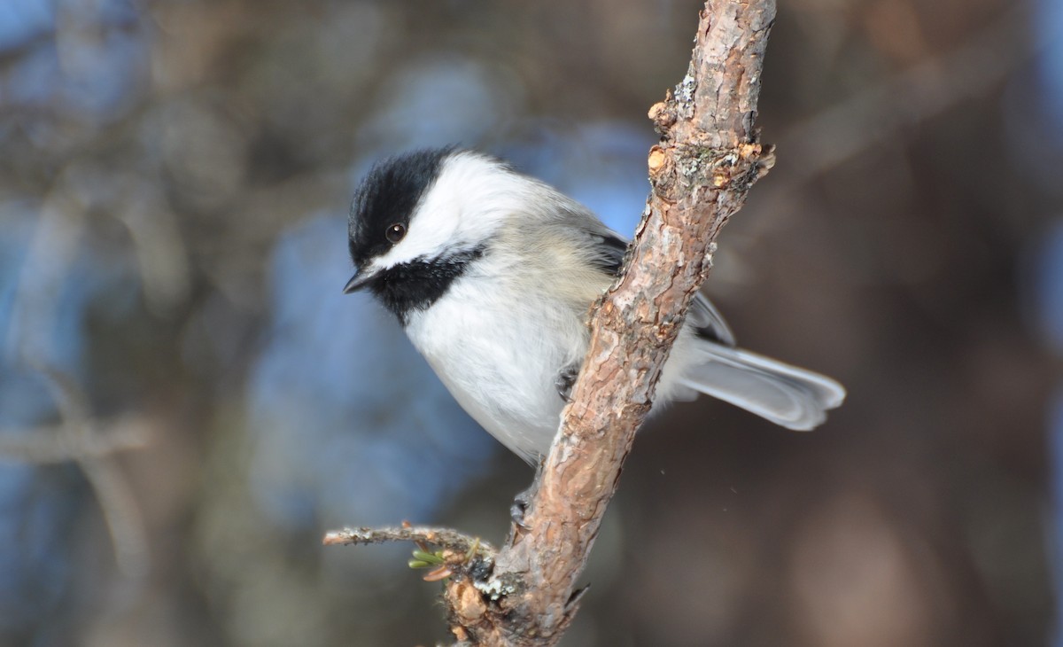 Black-capped Chickadee - ML141854111