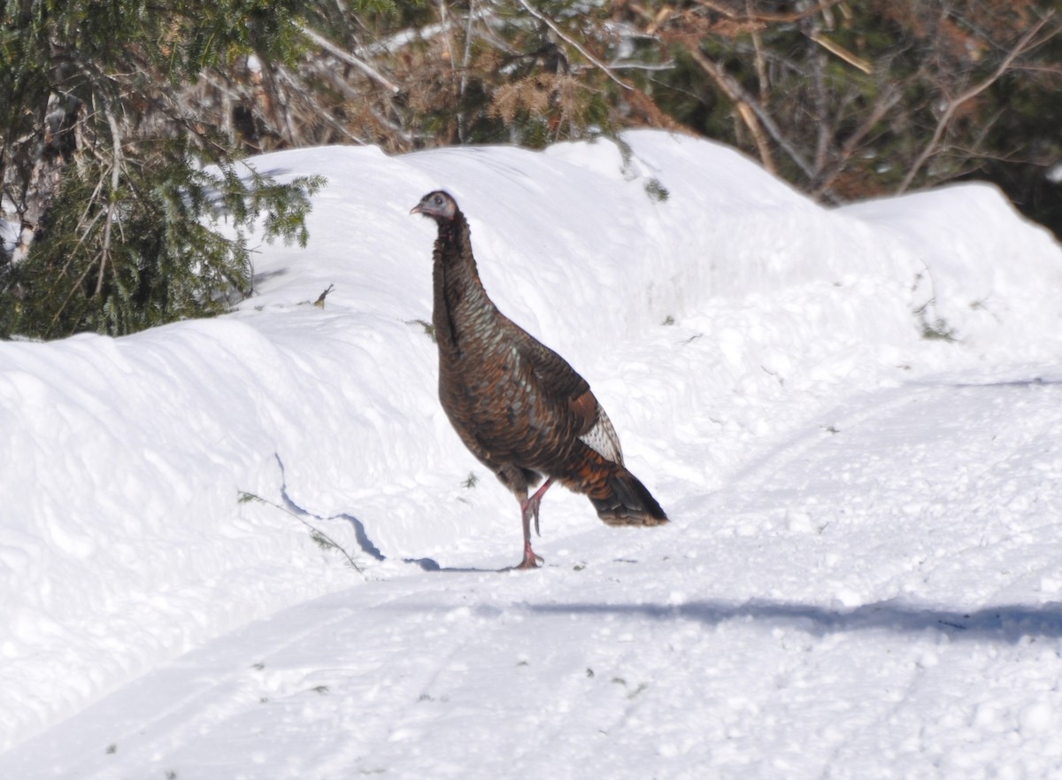 Wild Turkey - Tim Healy