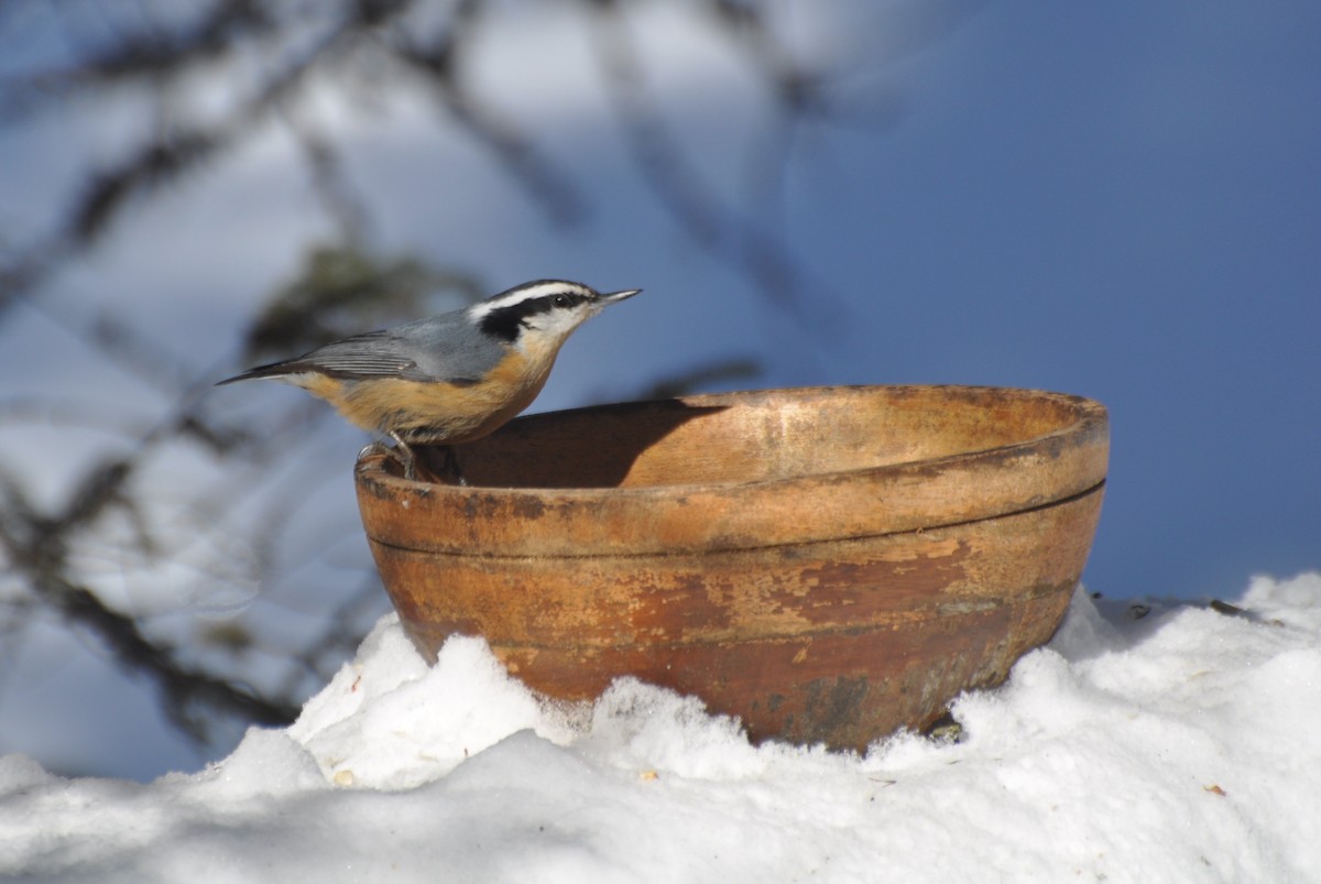 Red-breasted Nuthatch - Tim Healy