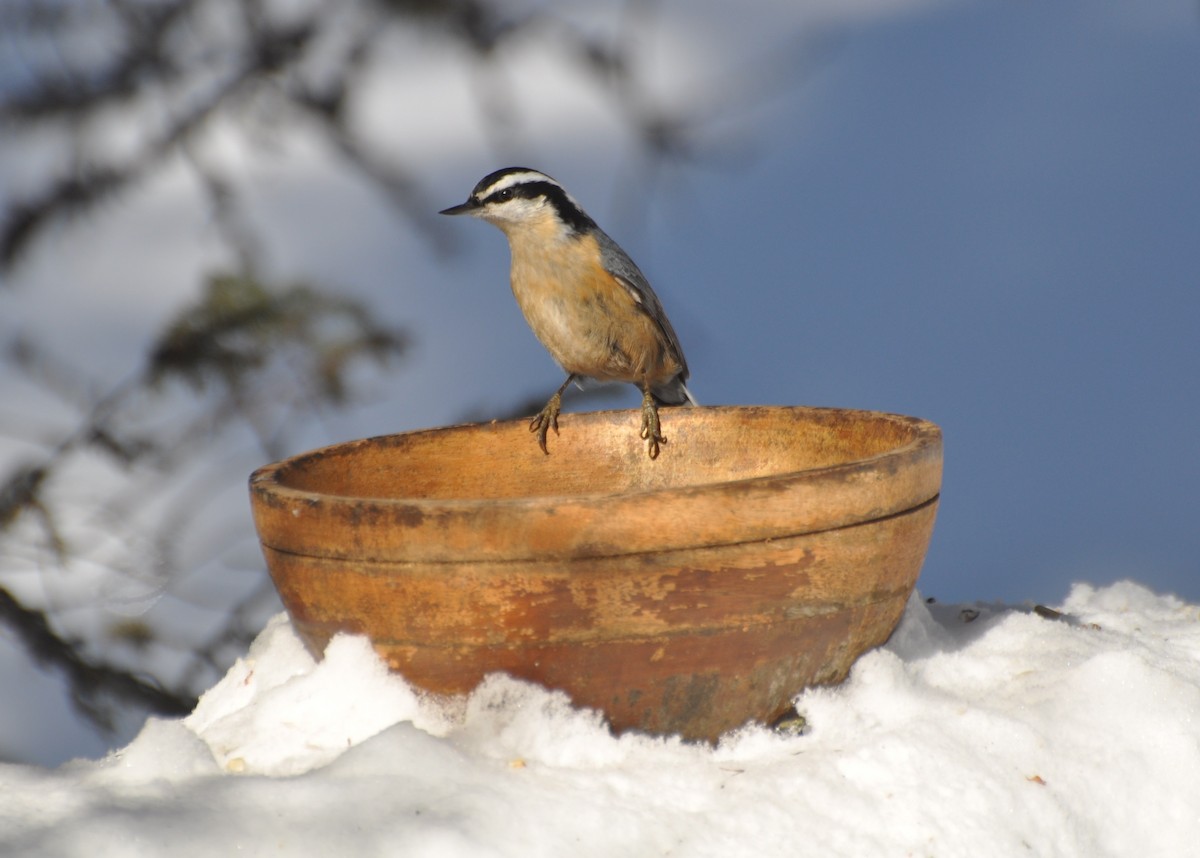 Red-breasted Nuthatch - Tim Healy