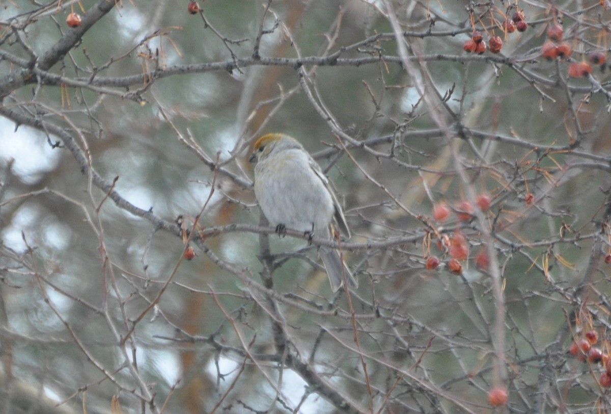 Pine Grosbeak - ML141854381