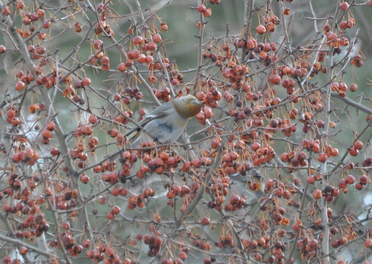 Pine Grosbeak - Tim Healy