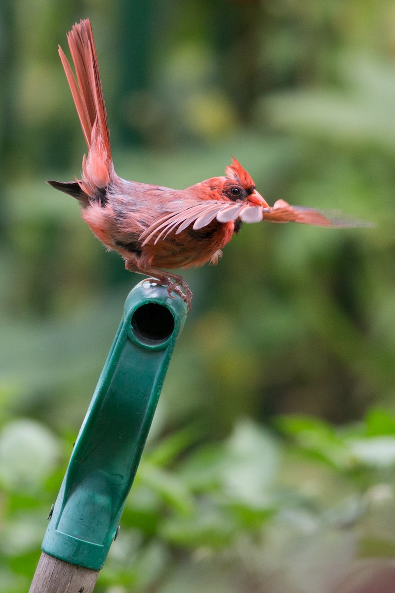 Northern Cardinal - ML141854601