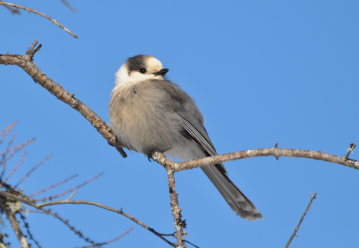 Canada Jay (Boreal) - ML141854721