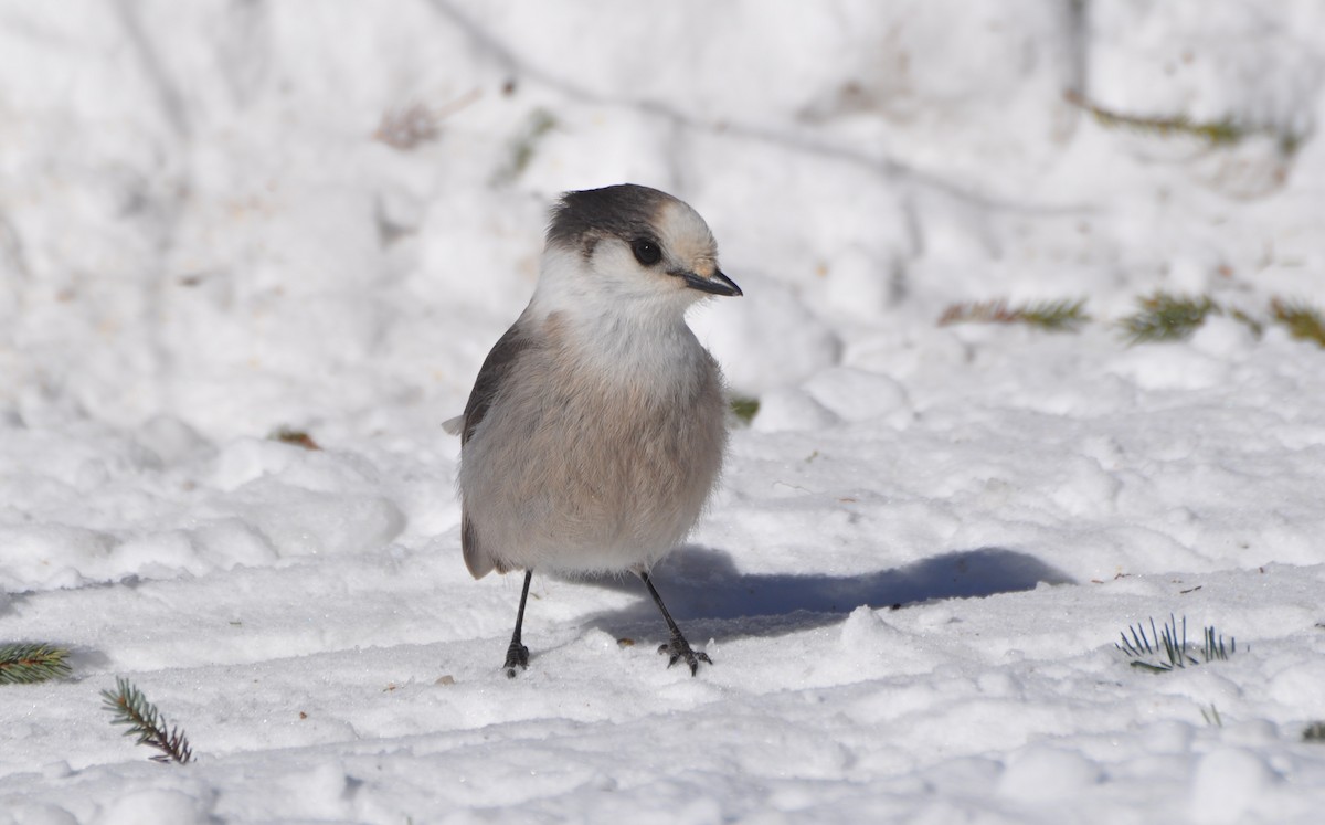 Canada Jay (Boreal) - ML141854751