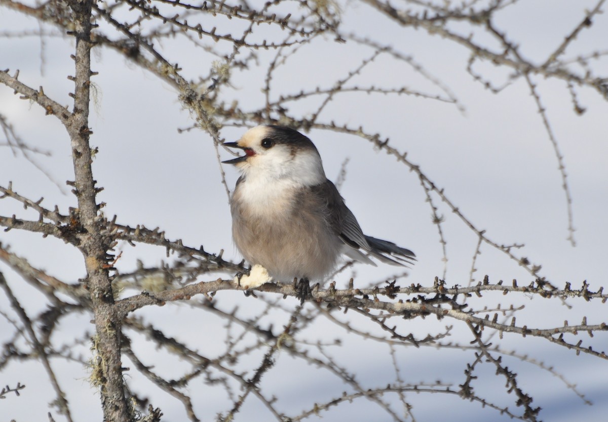 カナダカケス（canadensis グループ） - ML141854781