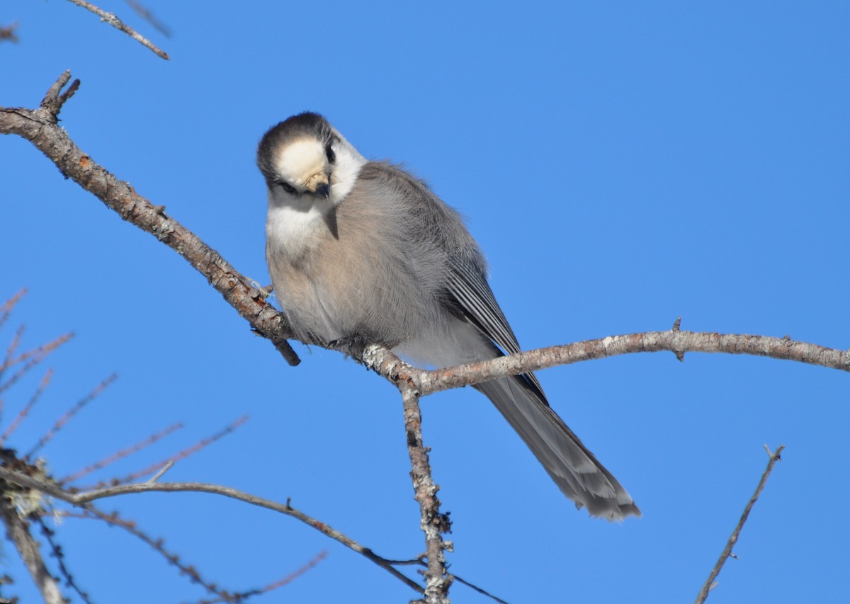 Canada Jay (Boreal) - ML141854801