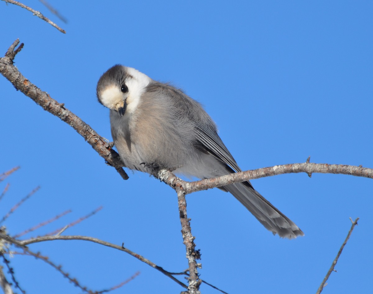 Canada Jay (Boreal) - ML141854811