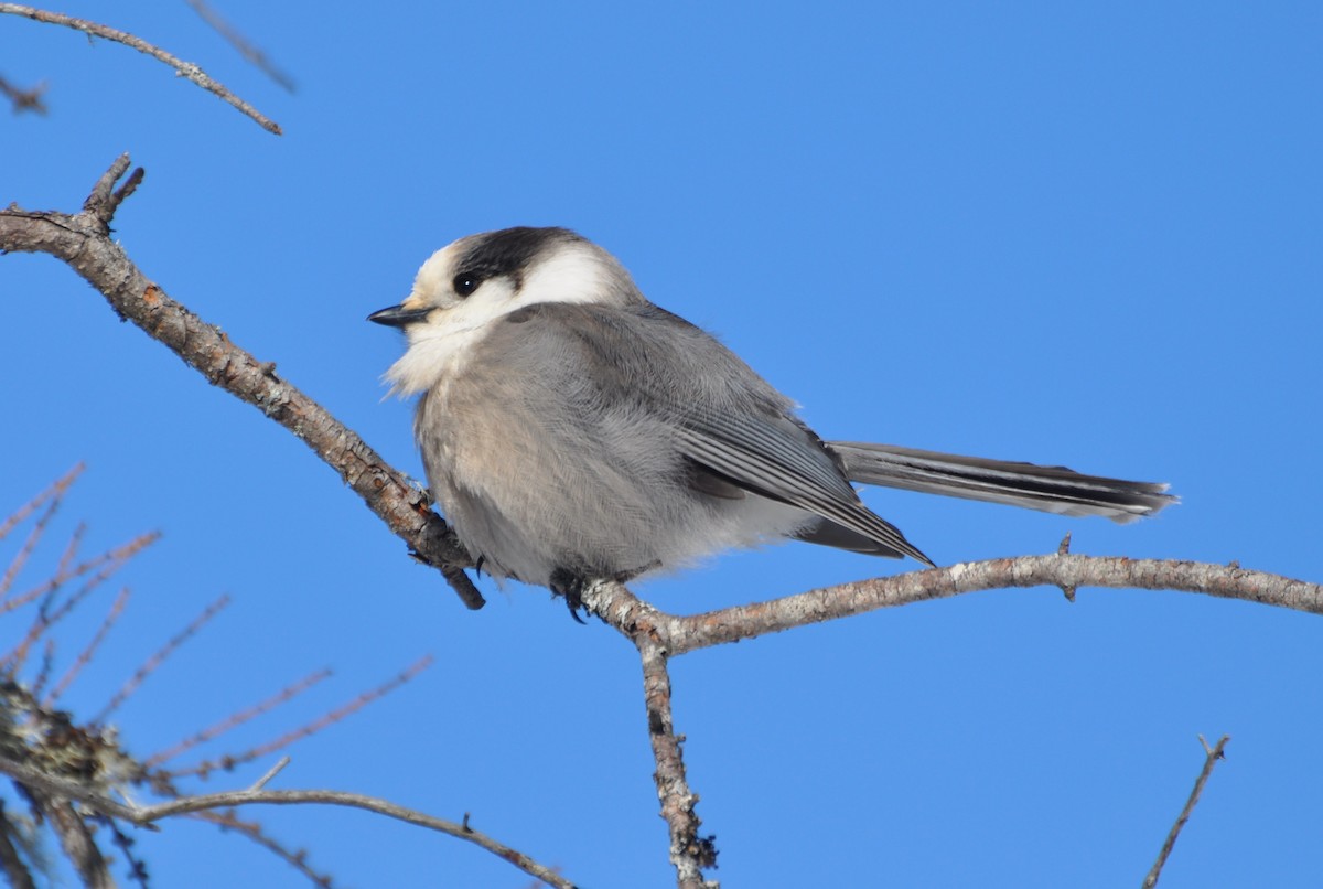 Canada Jay (Boreal) - ML141854821