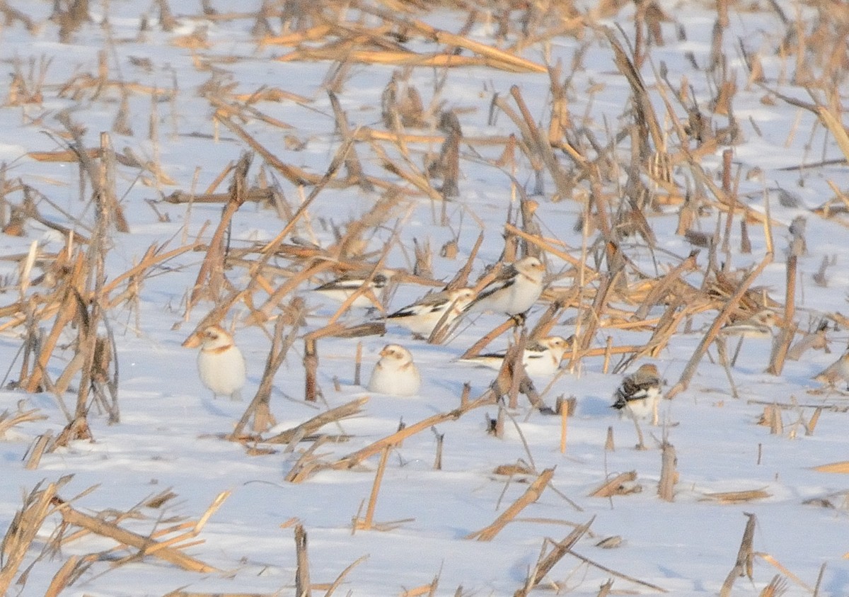 Цасч хөмрөг - ML141854871