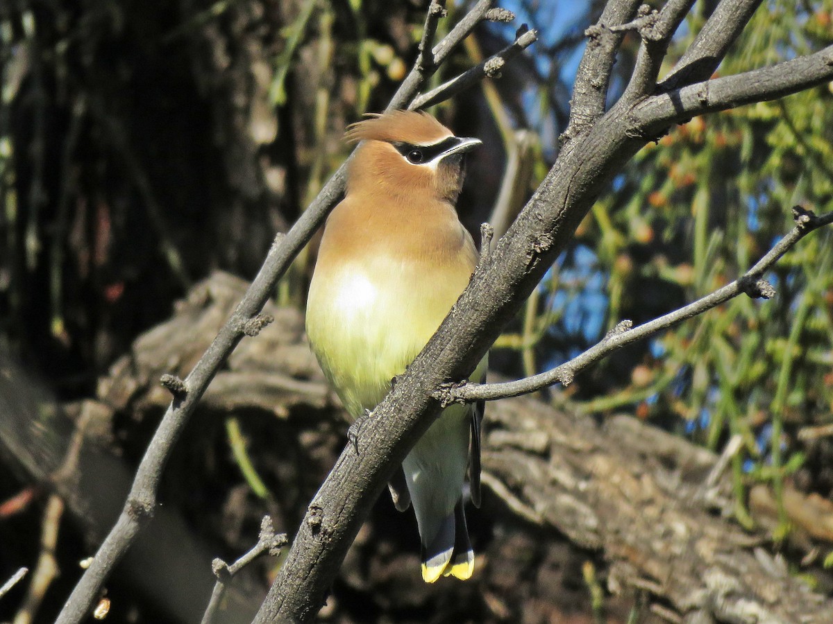 Cedar Waxwing - ML141855791