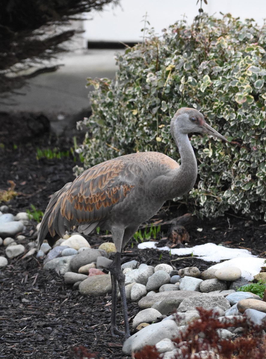 Sandhill Crane - ML141856121