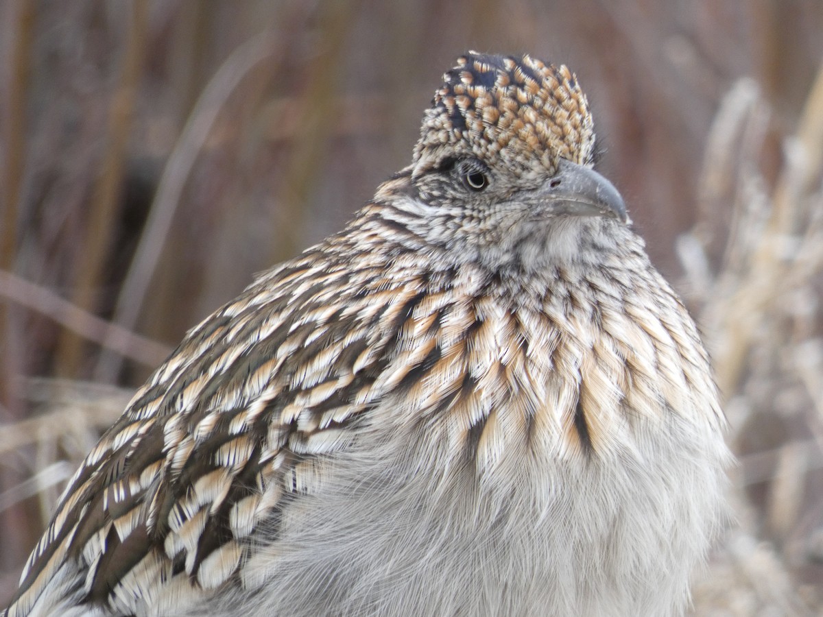 Greater Roadrunner - Lynn Wysocki-Smith