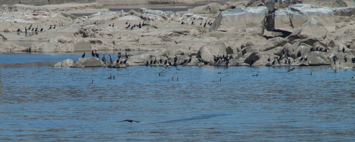 Double-crested Cormorant - ML141856801