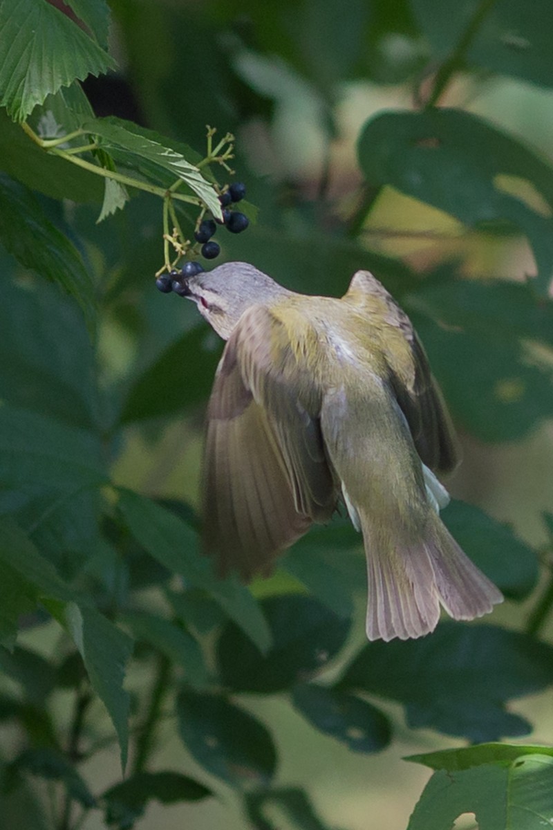 Red-eyed Vireo - Roger Schroeder