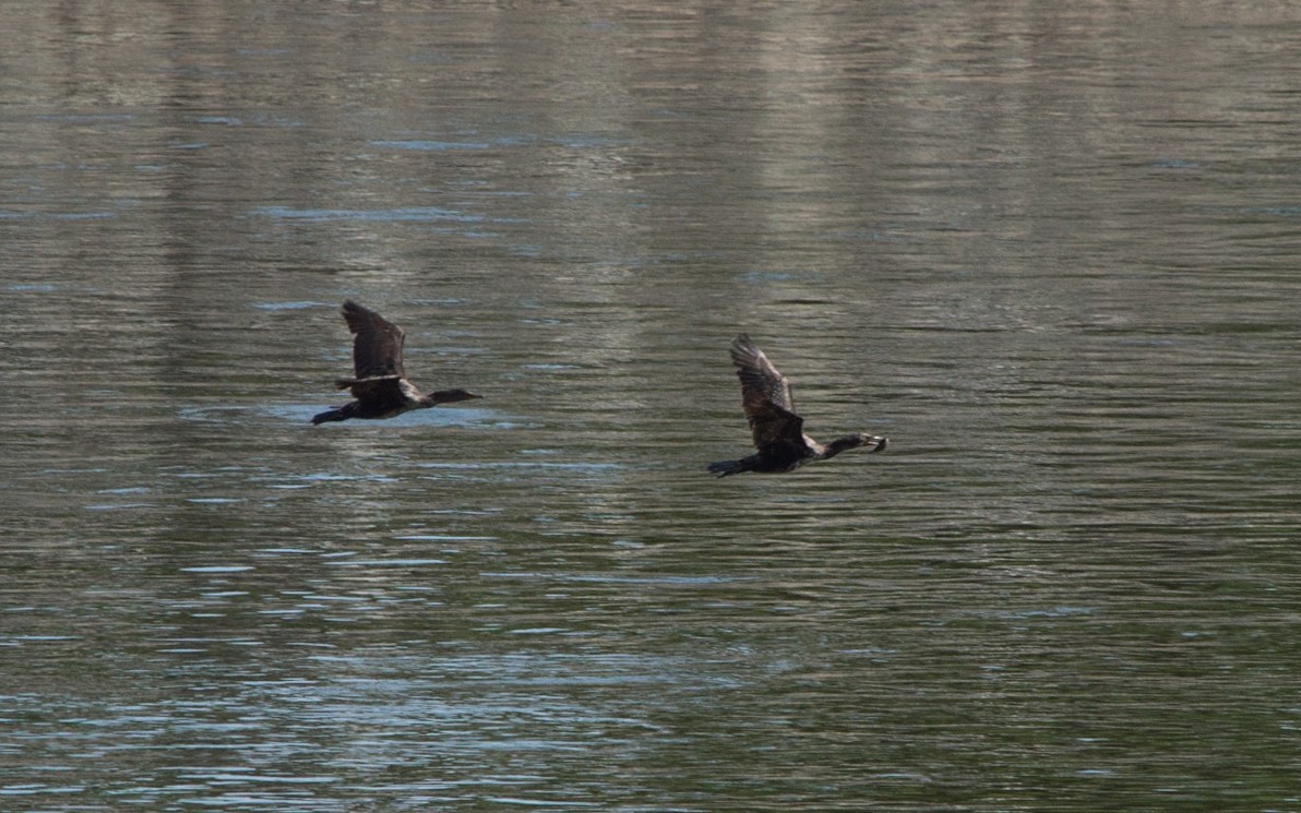 Double-crested Cormorant - ML141857391