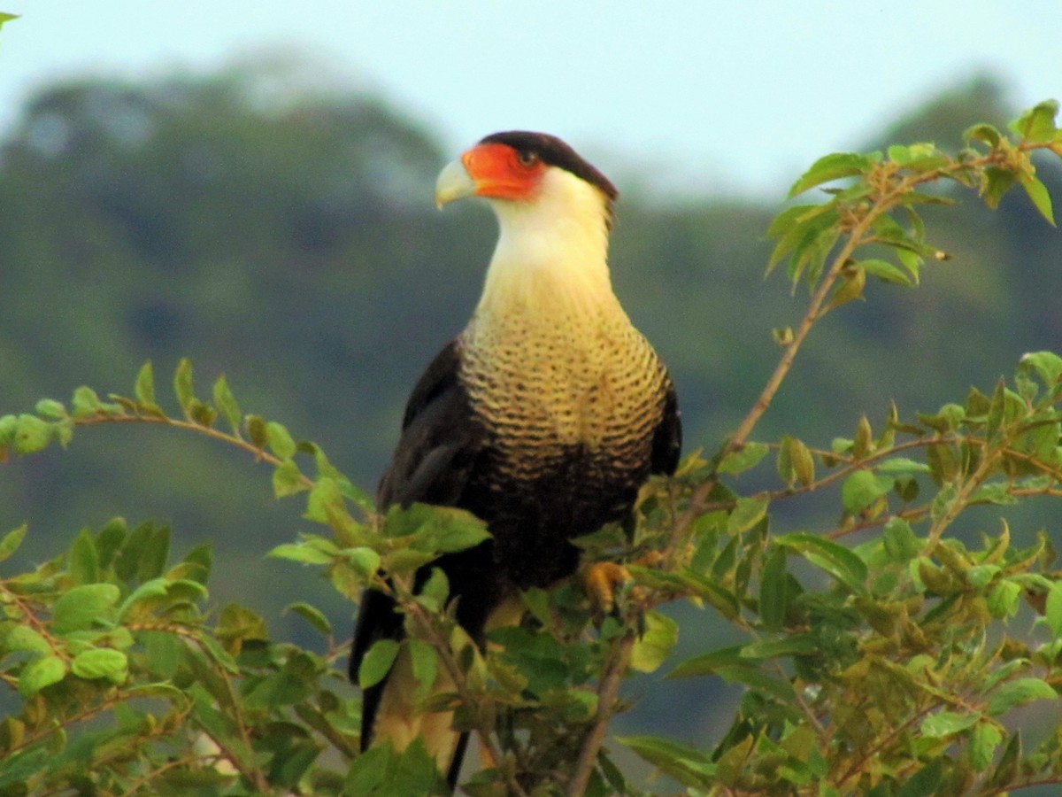 Caracara huppé (cheriway) - ML141857691