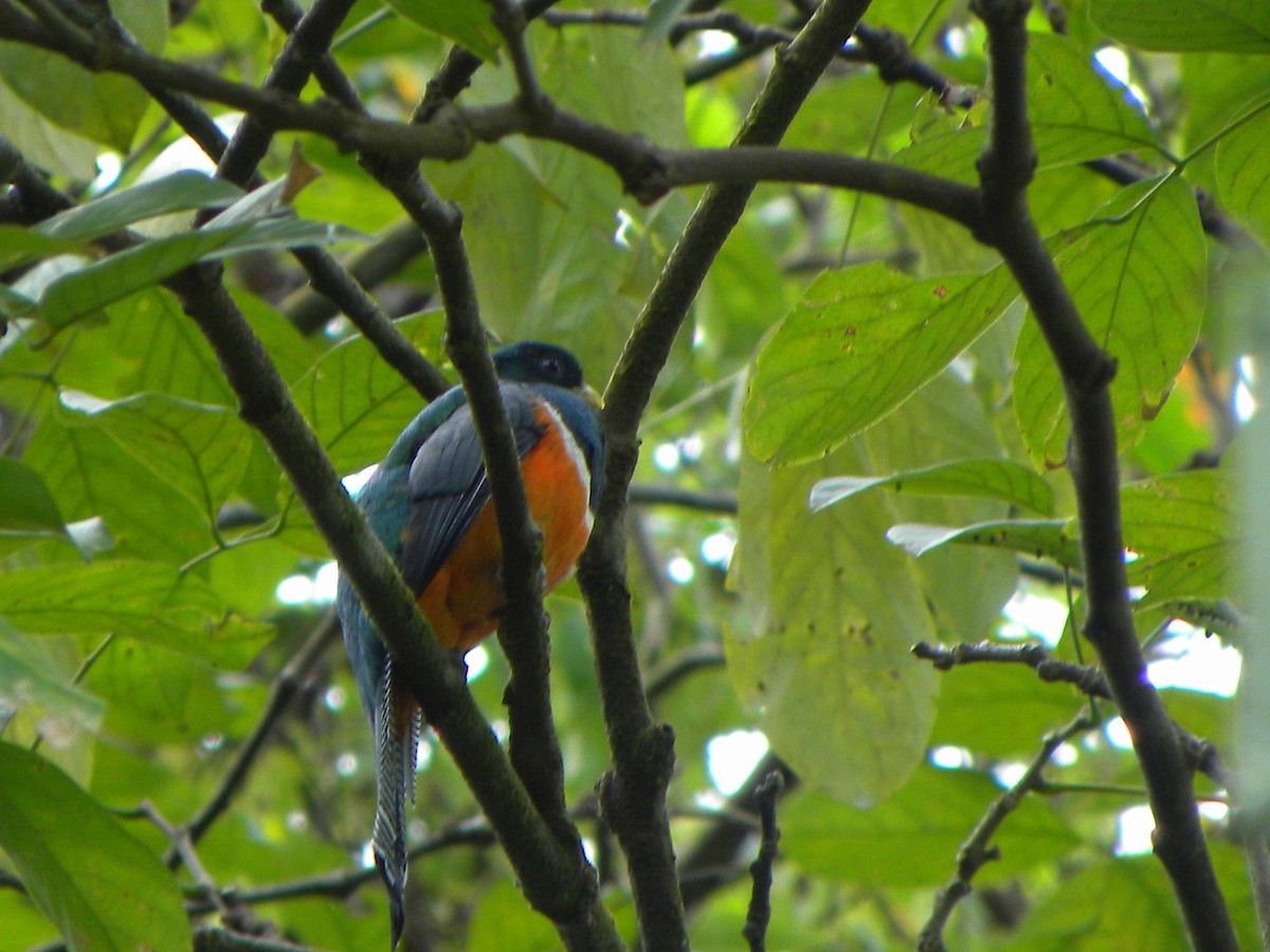 Collared Trogon (Orange-bellied) - Mary Muchowski