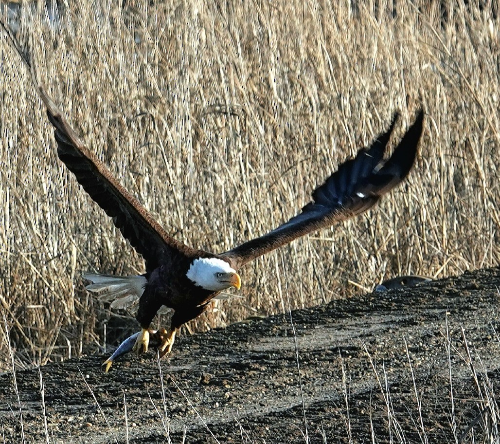 Bald Eagle - Kathleen Horn