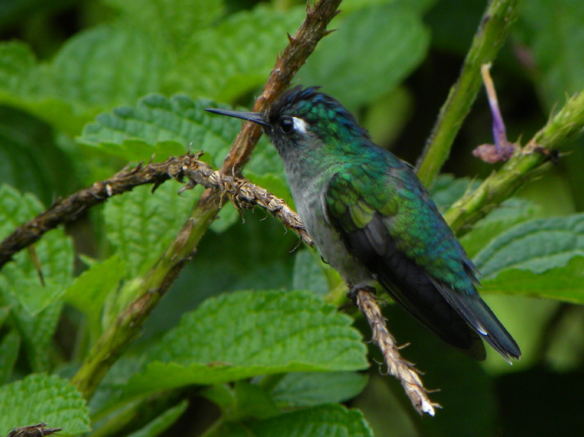 Colibri à tête violette - ML141857941