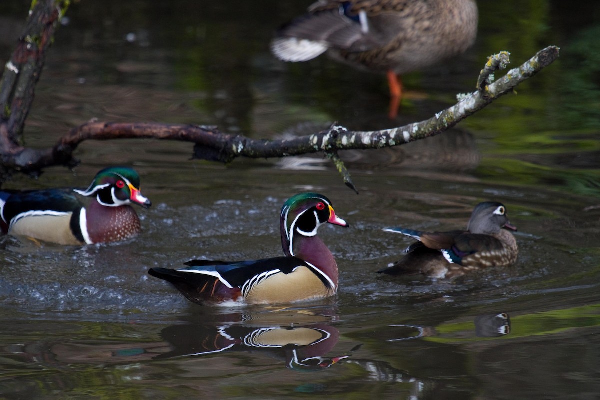 Wood Duck - ML141858551