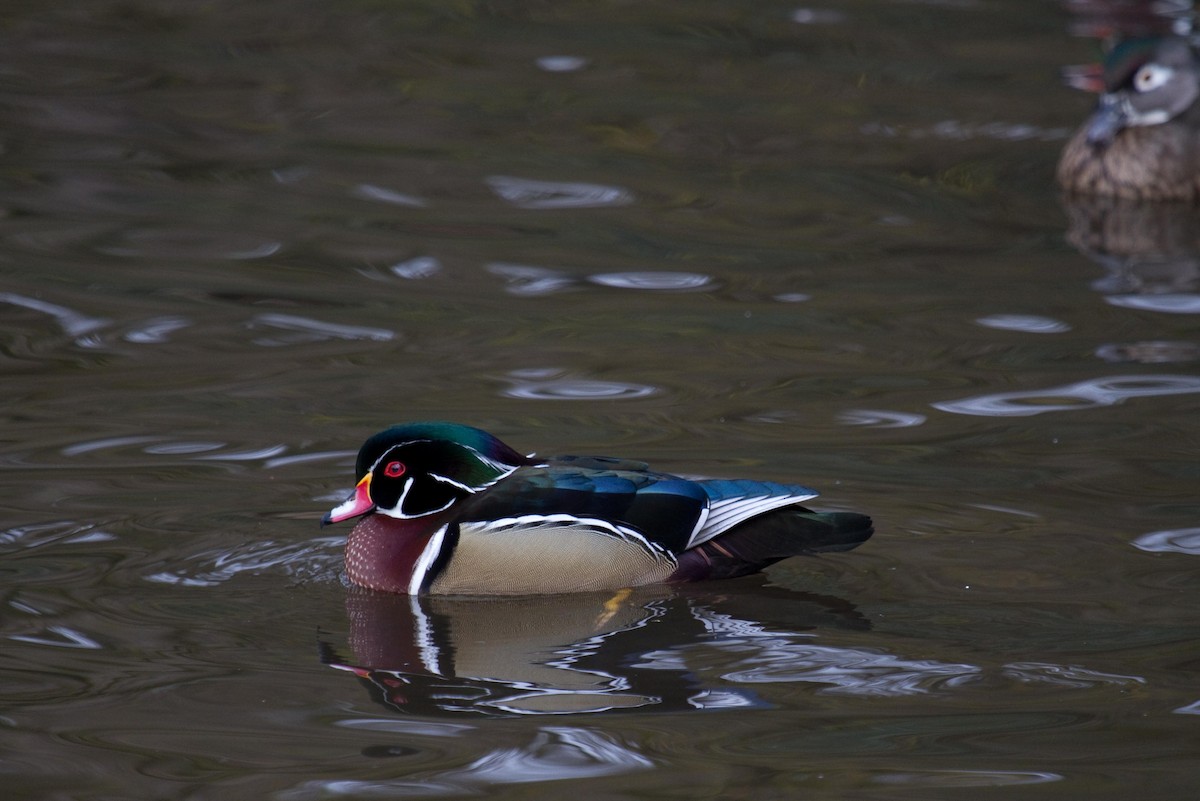 Wood Duck - ML141858571