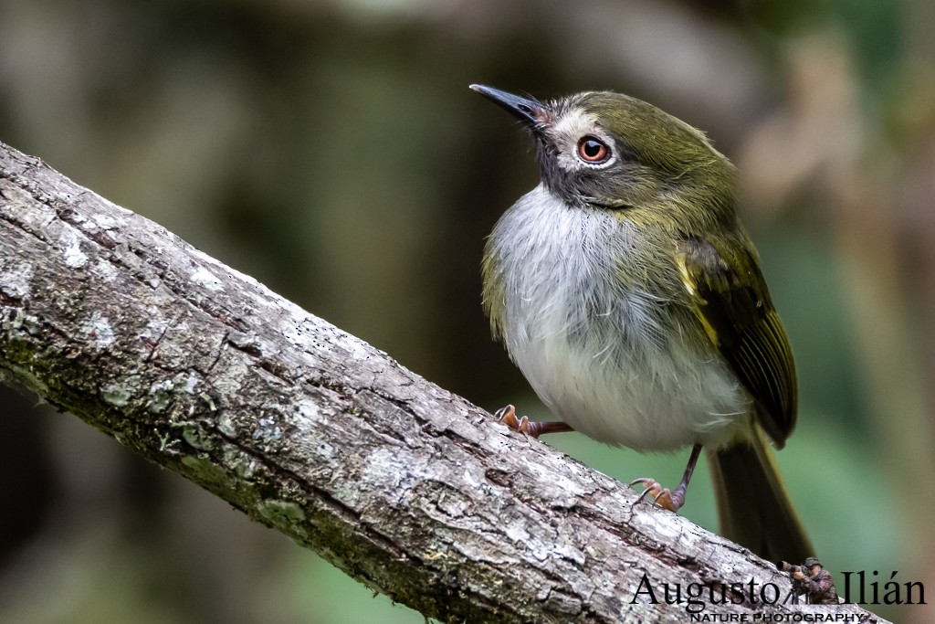 Black-throated Tody-Tyrant - Augusto Ilian