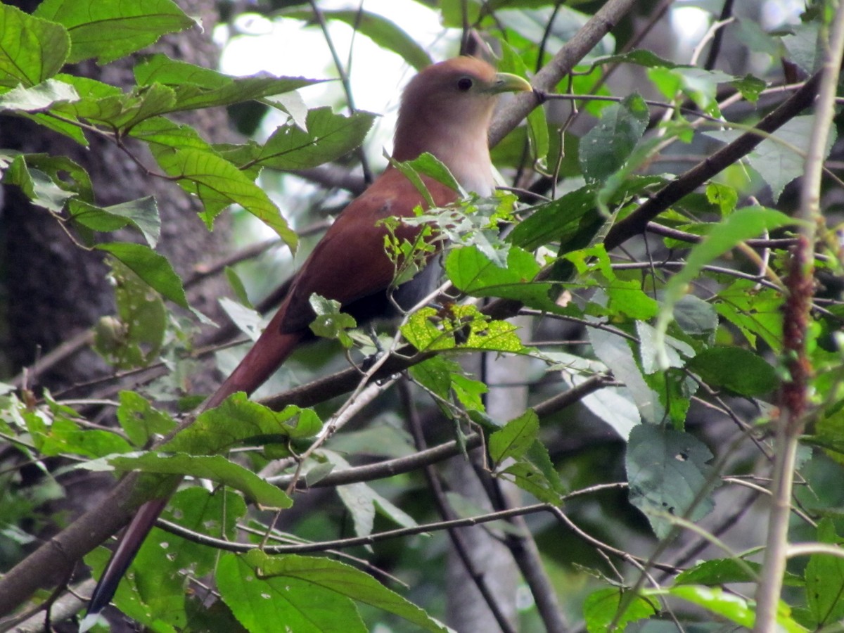 Squirrel Cuckoo - ML141859131