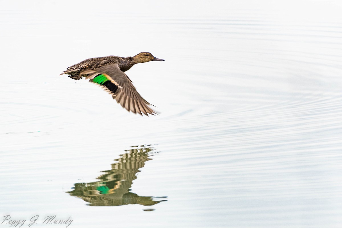 Green-winged Teal - Peggy Mundy