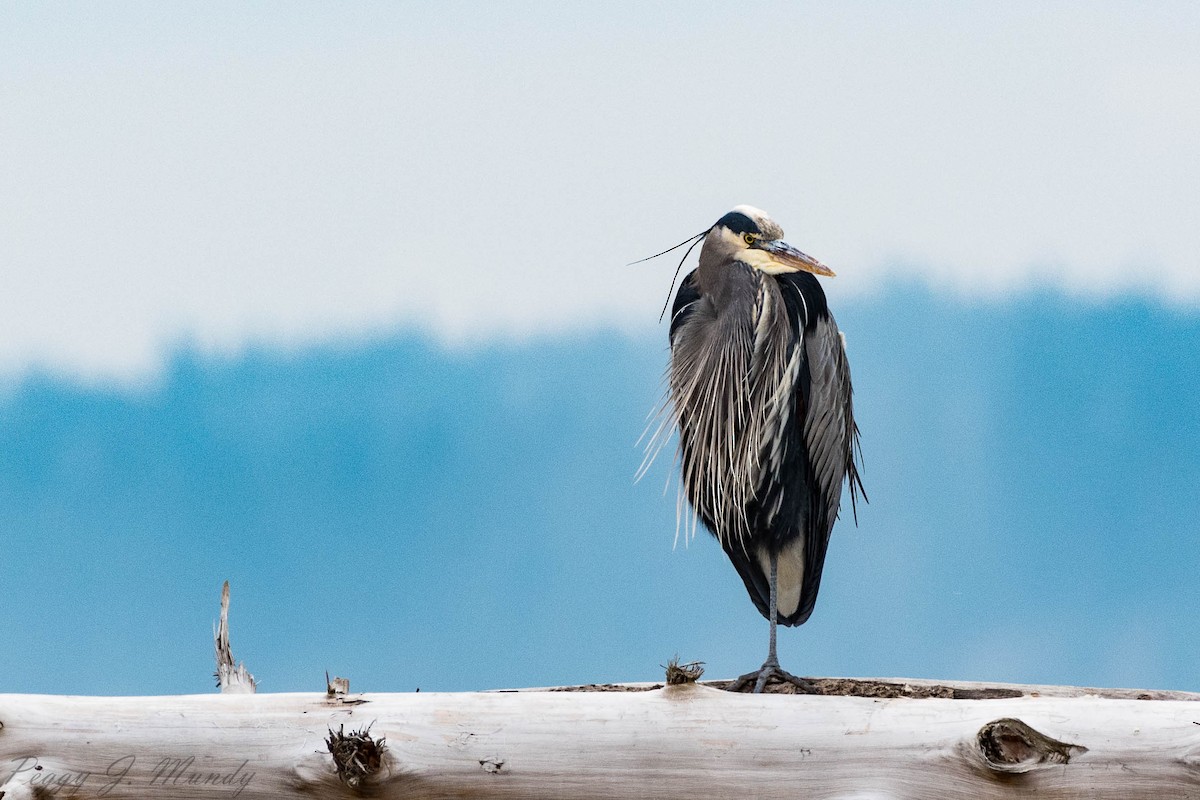 Great Blue Heron - Peggy Mundy