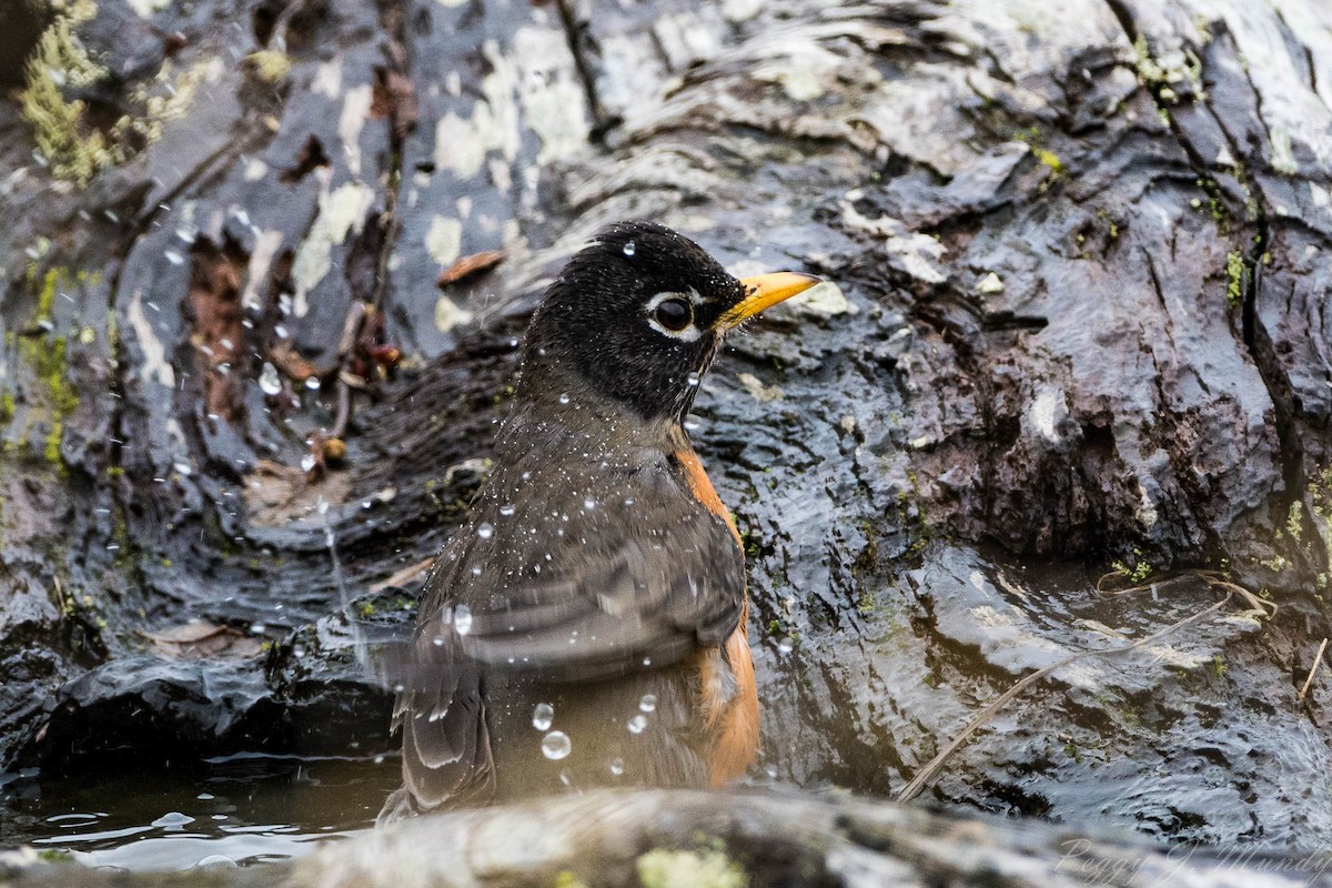 American Robin - Peggy Mundy