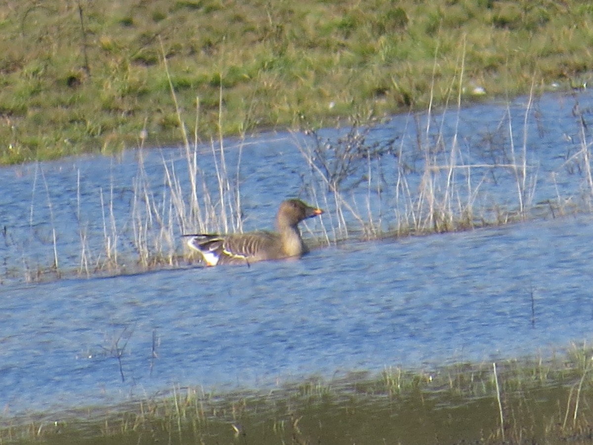 Tundra Bean-Goose - ML141860101