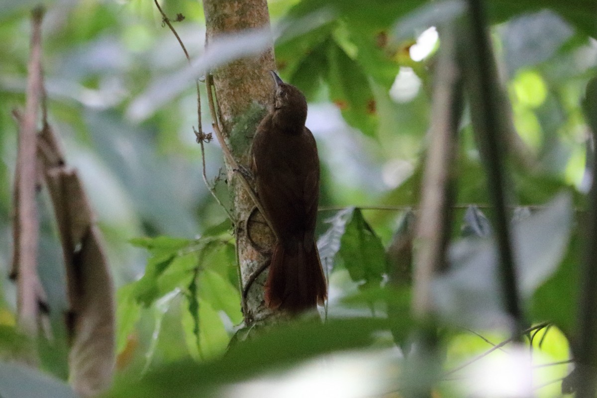 Plain-brown Woodcreeper - ML141861281