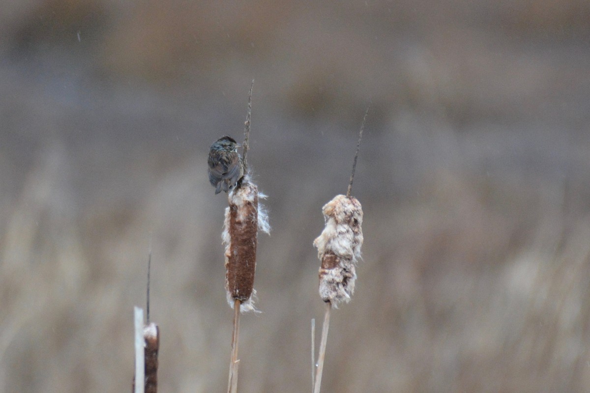Swamp Sparrow - ML141861721