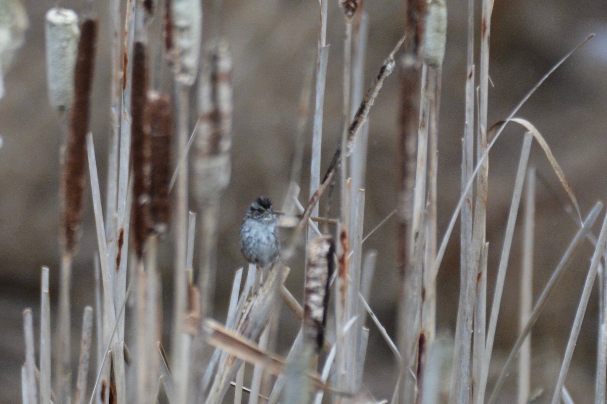 Swamp Sparrow - ML141861861