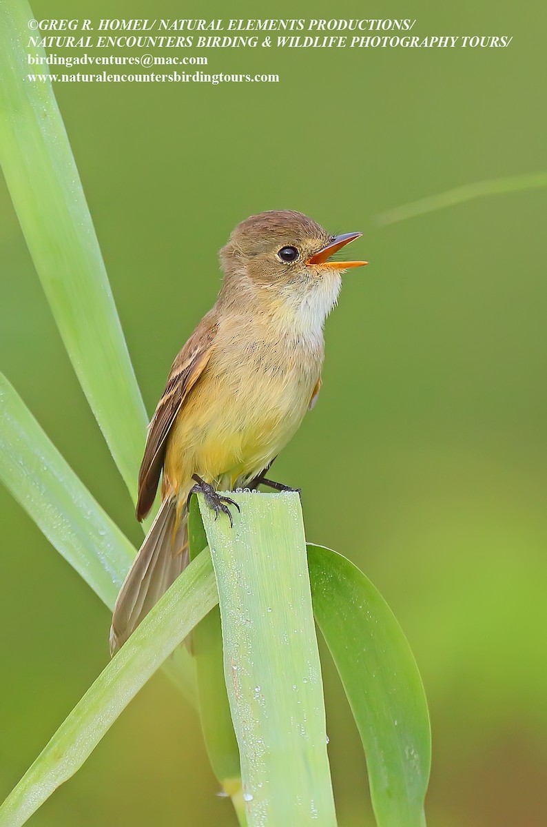 White-throated Flycatcher - ML141863221