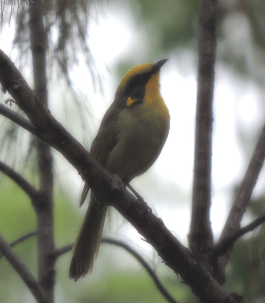 Yellow-tufted Honeyeater - ML141863631