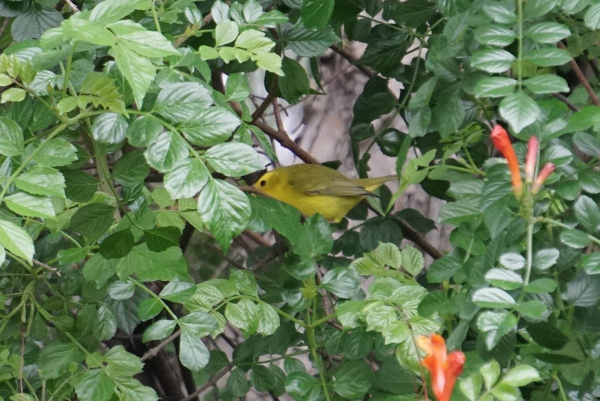 Wilson's Warbler - ML141863721