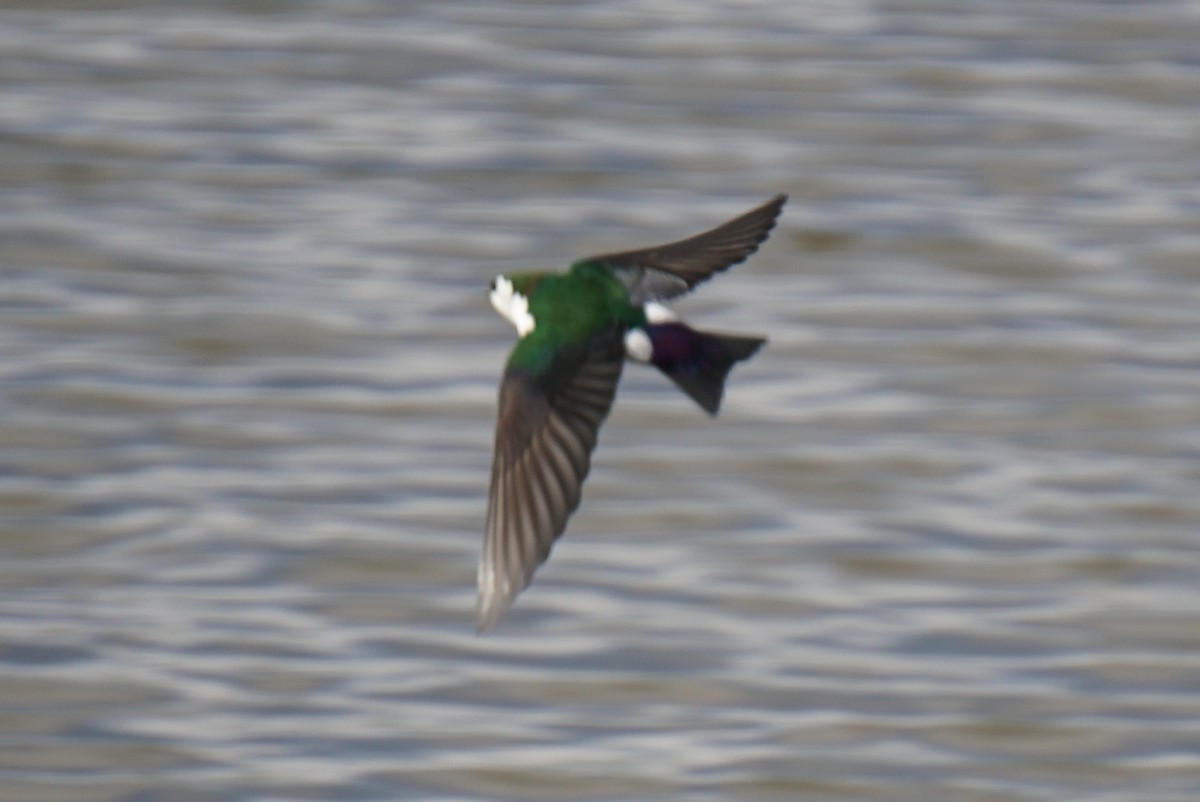 Violet-green Swallow - ML141863951